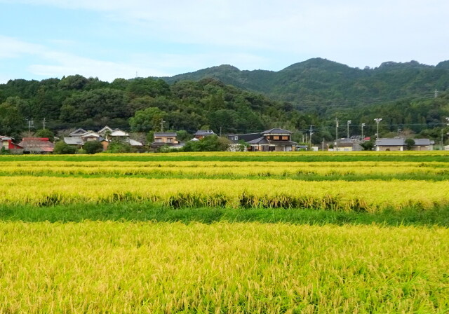 まもなく収穫 里の秋