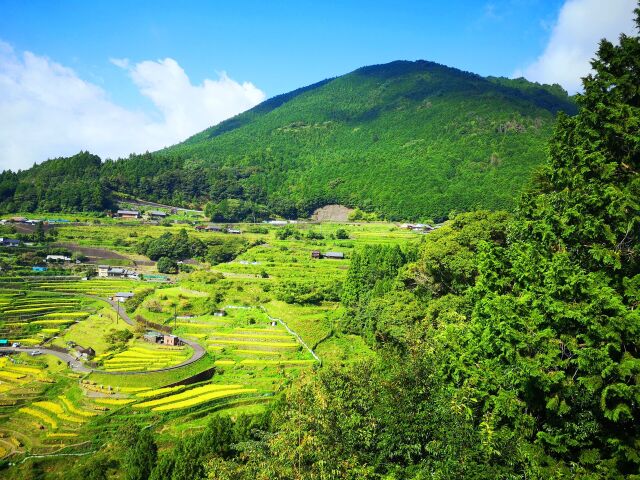 秋の千枚田