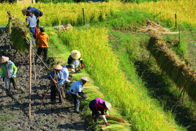 千枚田の稲刈り