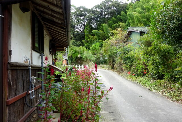 秋の花が咲いている田舎道