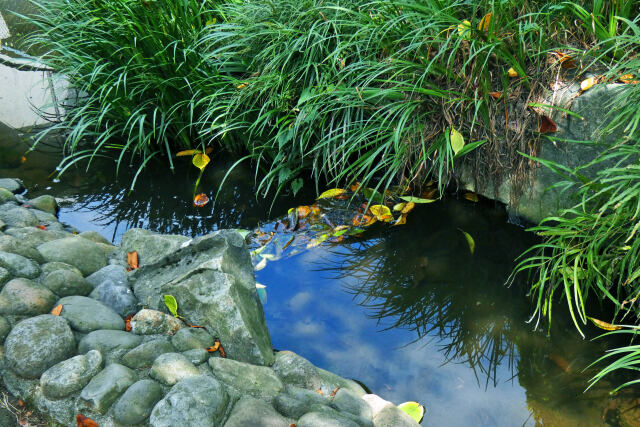 初秋の水辺