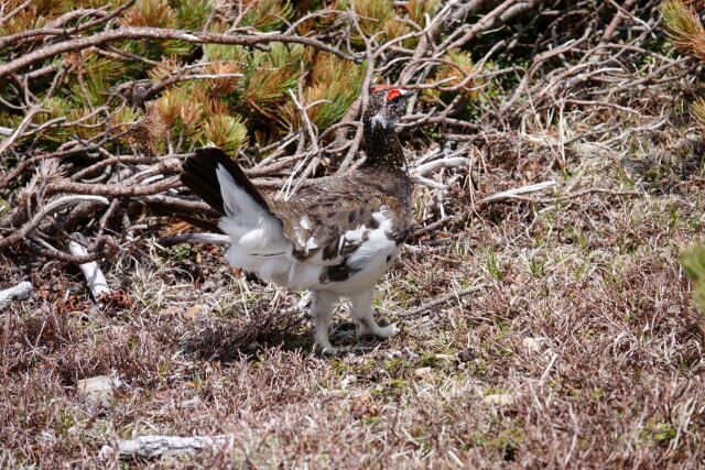 蝶ヶ岳の雄雷鳥