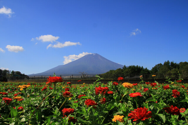 ジニア&富士山