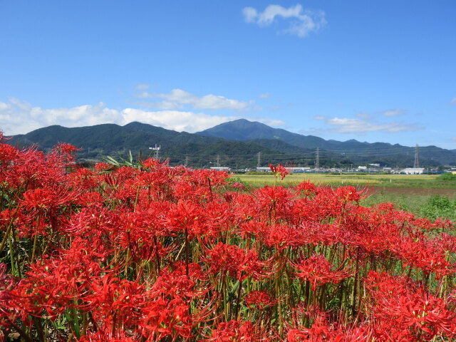 秋空に群生彼岸花