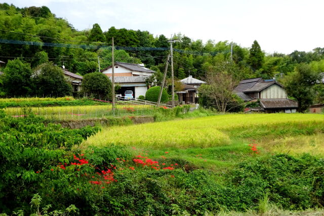 山の集落 彼岸花のアクセント