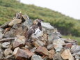 雷鳥坂の雄雷鳥