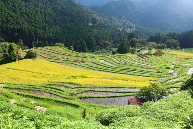 秋の千枚田