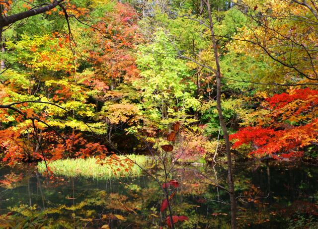 秋の八幡平