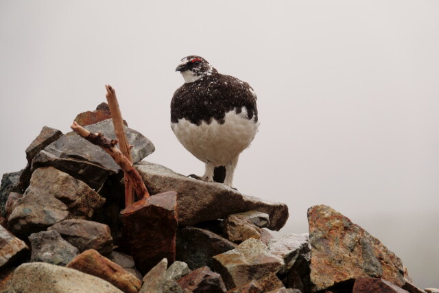 雷鳥坂の雄雷鳥3