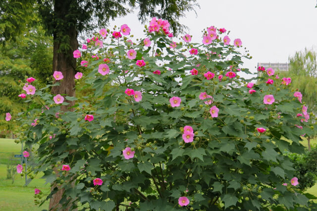 満開の芙蓉