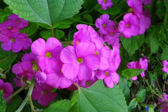 田舎道に咲いている花