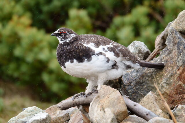 雷鳥坂の雄雷鳥4