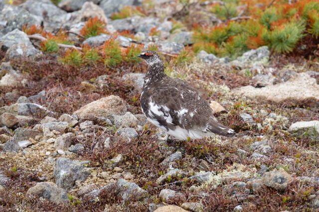 船越ノ頭の雄雷鳥2