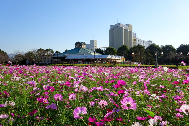 麒麟ビール花園に咲くコスモス