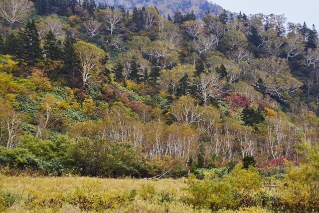 栂池の紅葉