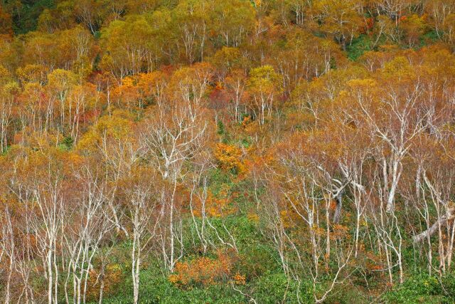 秋の栂池自然園