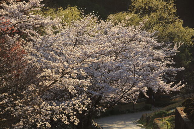 桜咲く