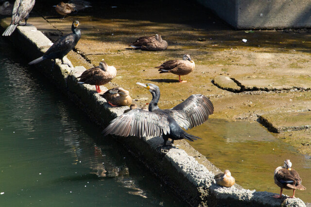 鳥さんたち