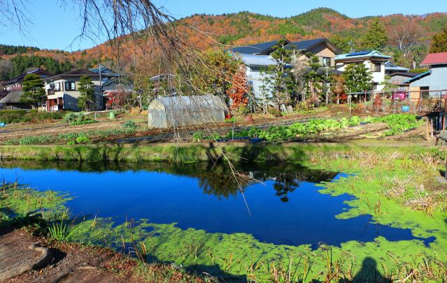 秋の忍野八海