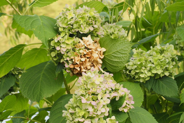 ドライ紫陽花