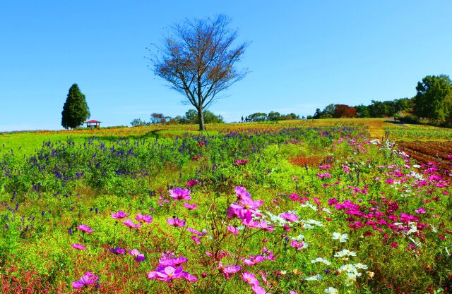 秋の青山リゾート