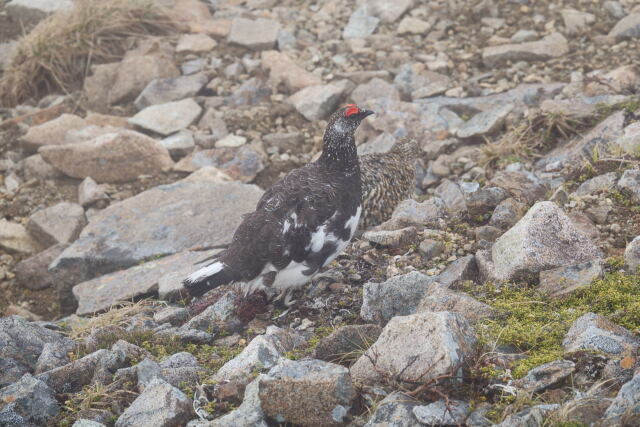 小蓮華山の雄雷鳥3