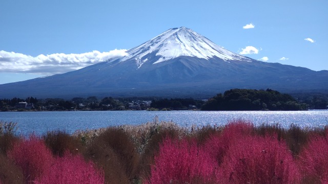 コキアと富士山