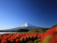 雪の富士山&コキア