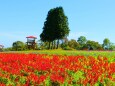 秋の青山リゾート