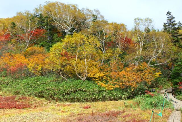 秋の栂池自然園