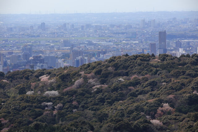 春の岡崎の街を望む