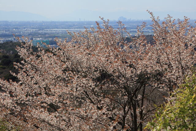 山桜