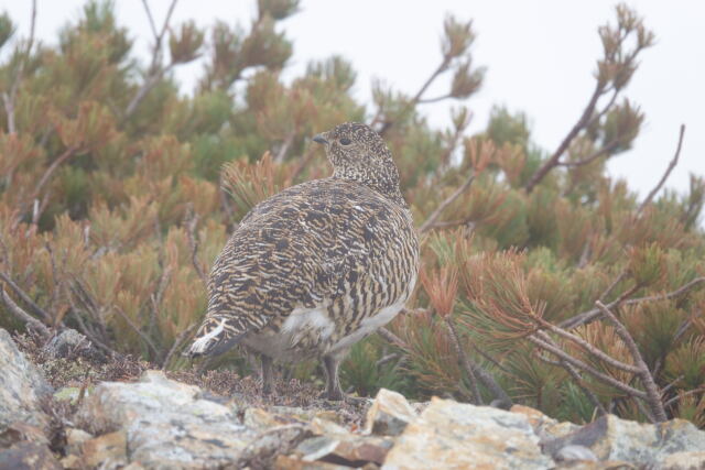 小蓮華山の雌雷鳥