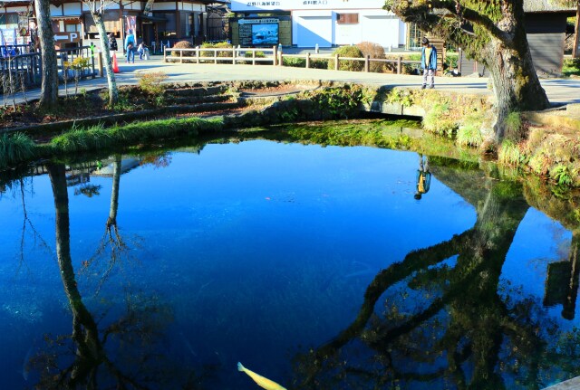 秋の忍野八海