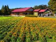 秋の青山リゾート