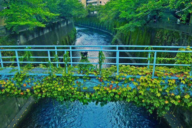 秋の石神井川