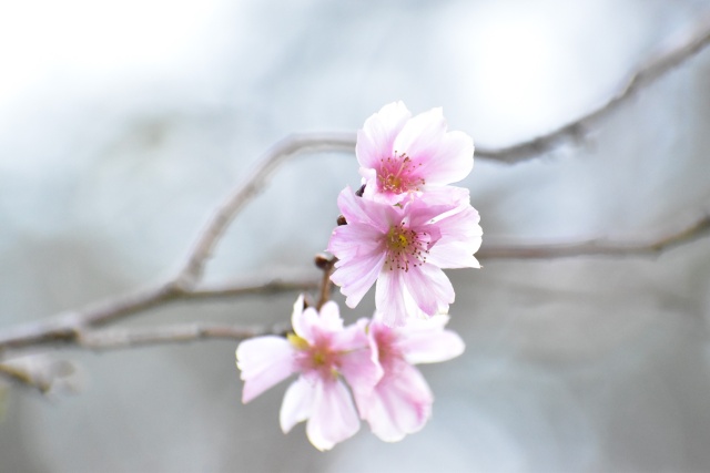 十月桜