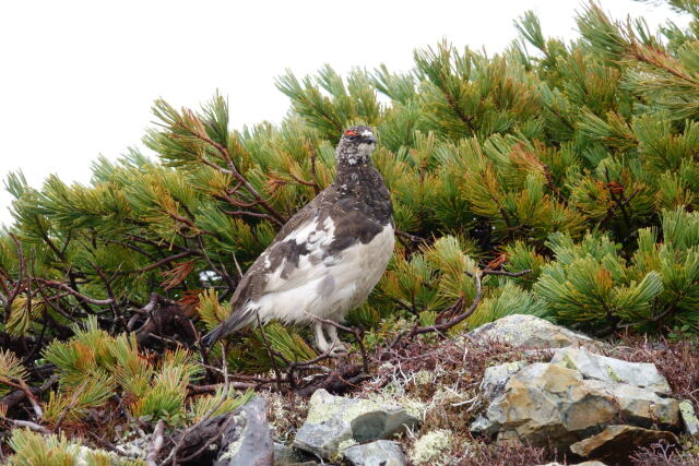 小蓮華山の雄雷鳥6