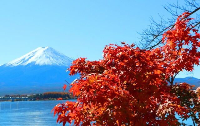 秋の河口湖