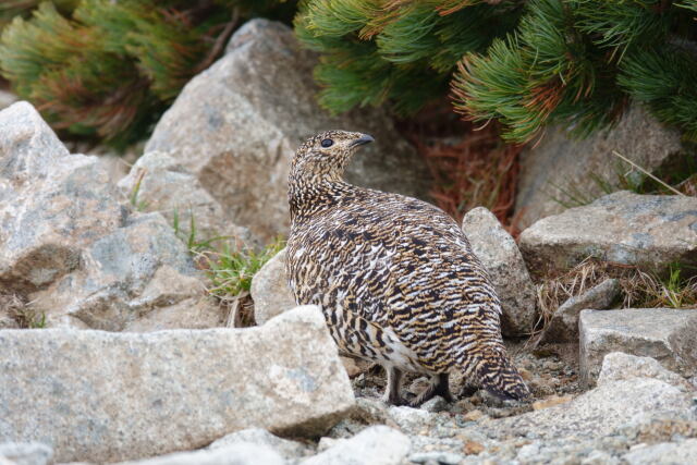 小蓮華山の雌雷鳥3