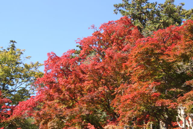 紅葉と青い空