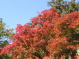 紅葉と青い空