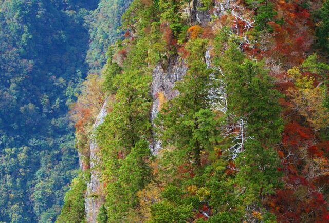 秋の大台ケ原