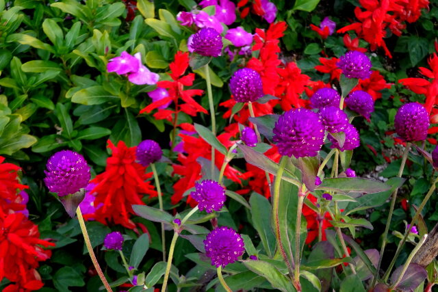 花壇の花 サルビアと千日紅