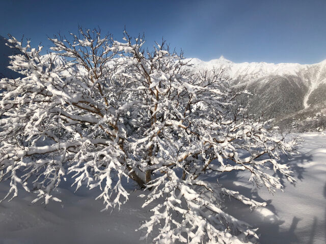 雪の花