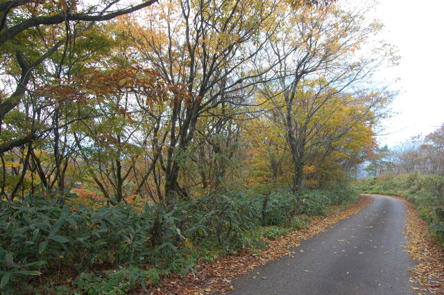 紅葉の山道 2022年