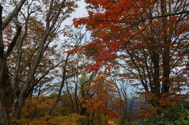 ザ・紅葉 2022年