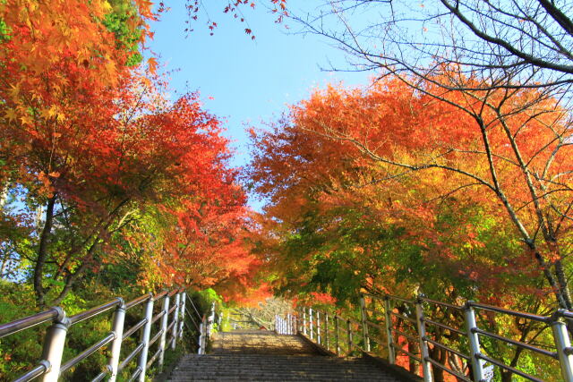 階段に紅葉