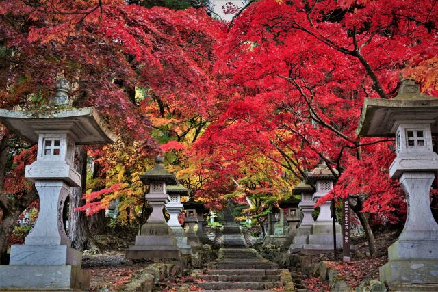 深紅の山道