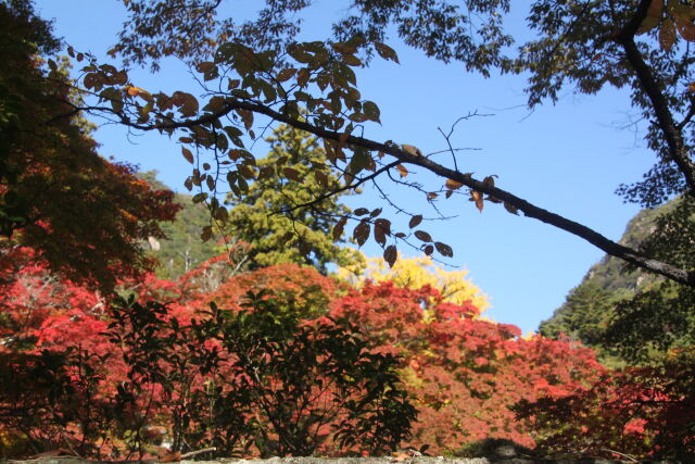 綺麗な紅葉